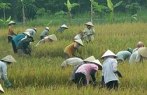 Nên bỏ thời hạn giao đất nông nghiệp 