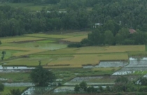 Quạt trần đèn chùm trang trí nội thất phòng khách thêm sang trọng