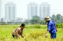Gần 80% vụ khiếu nại đến từ lĩnh vực nhà đất