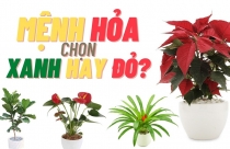 Mệnh Hỏa hợp cây gì?