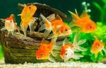 Xóa kiểu đầu tư 'tay không bắt giặc'