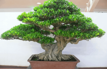 Thế chấp nhà: Ách vì luật "đá" nhau