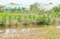 Sẽ cho dân sở tại xây nhà trên đất nông nghiệp