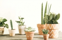 8 loại cây dễ trồng trong nhà dành cho người mới bắt đầu