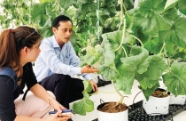 Rợp những mảng xanh, bóng mát đô thị