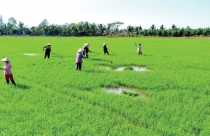 Cần Thơ chuyển đổi hơn 21ha đất trồng lúa sang đất phi nông nghiệp